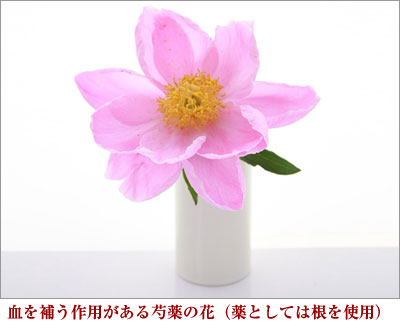 血を補う作用がある芍薬の花（薬としては根を使用）